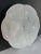 French Country Mid 20th Century French Gien White Oyster Plate For Sale - Image 3 of 11
