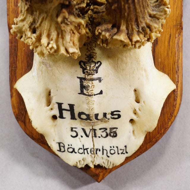 Abnormal Red Deer Trophy by Philipp Ernst, Prince of Thurn and Taxis, 1935 For Sale - Image 6 of 6