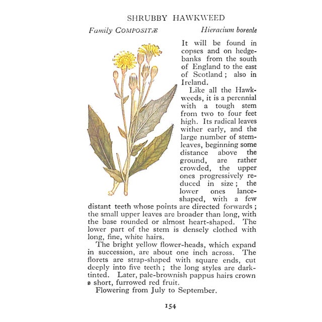 "The Observer's Book of Wild Flowers" Book 1958 Stokoe, w.j. [Compiled By] For Sale In New York - Image 6 of 7