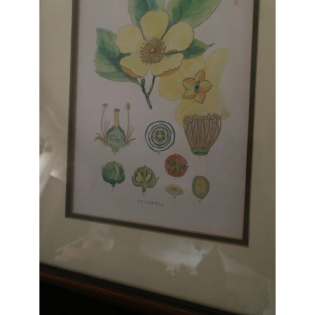 Mid-Century Framed Mark Catesby "Stuartia Silky Camellia" Botanical Print, Coffey & Thompson For Sale In Miami - Image 6 of 12