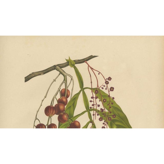 Berthe Hoola van Nooten, Winged Lychee, 1880, Chromolithograph For Sale - Image 4 of 9