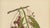Berthe Hoola van Nooten, Winged Lychee, 1880, Chromolithograph For Sale - Image 4 of 9