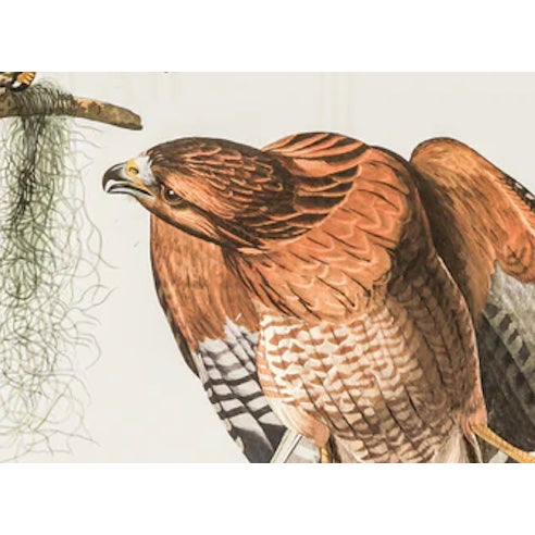The Abbeville Press edition (1985) of the Red-Shouldered Hawk (Plate 56) facsimile is a world-class reproduction of John...