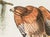 The Abbeville Press edition (1985) of the Red-Shouldered Hawk (Plate 56) facsimile is a world-class reproduction of John...