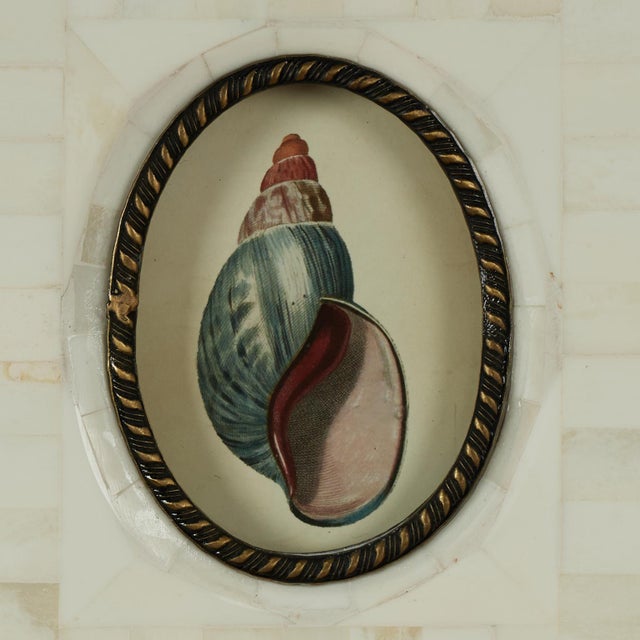 Pair of Petite Bone Framed Seashell Prints For Sale In West Palm - Image 6 of 16