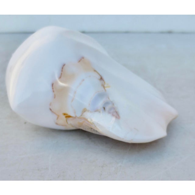 Conch Shell art with the inner core, a natural shell carved down to reveal the inner spiral and polished to be a new conch...