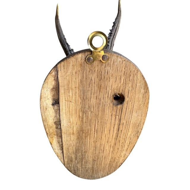 1900 - 1909 1900s Roe deer Trophy Rd80 Black Forest Antlers For Sale - Image 5 of 6