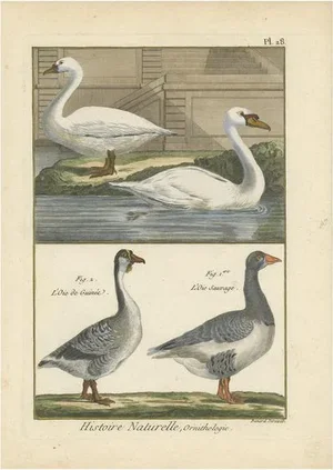 Bonnaterre, Geese, 1790, Print