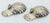 Pair of English Sterling Silver Shell-Form Tea Caddy Spoons with Shell Feet, Francis Howard, Sheffield, 1893, 47 grams A...