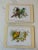 Offering a boxed set of luncheon sized hard board placemats, each depicting one of the exotic birds from this collection:...