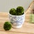 Kenneth Ludwig Chicago Terrassa Cachepot For Sale - Image 4 of 5