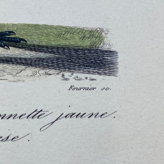 French Antique 18th Century "La Lavandiere" Bird Engraving Hand Colored Signed Artwork For Sale In Portland, ME - Image 6 of 10