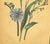 French 1860's French Antique Botanical Chromolithograph-Asters-,Documentation, Matted For Sale - Image 3 of 5