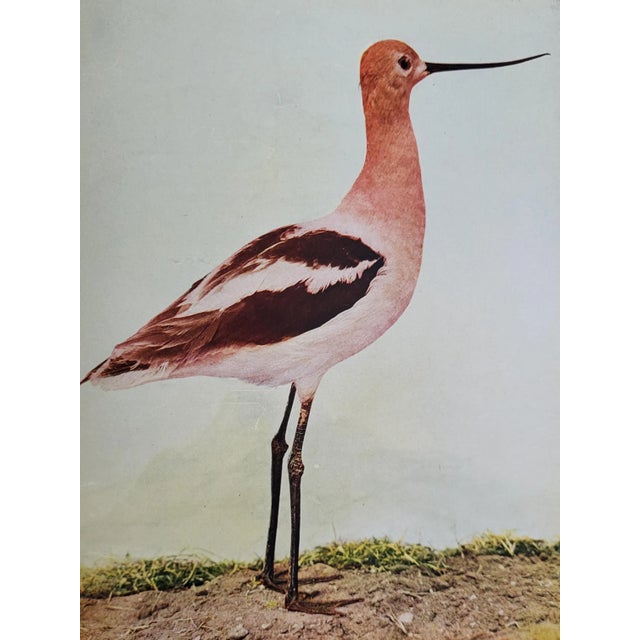 Paper 1904 Edition of Birds That Hunt & Are Hunted by Neltje Blanchan For Sale - Image 7 of 12