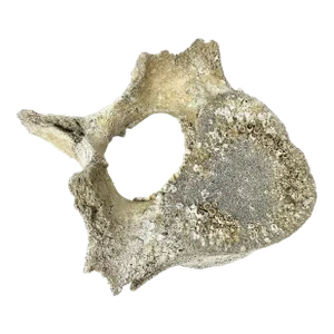 Fossilized Whale Vertebrae #15