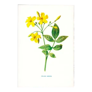 Circa 1879 Hulme Botanical Print "Yellow Jasmine"