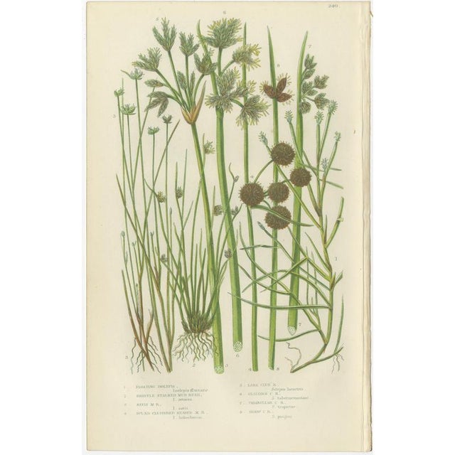 Anne Pratt, Sea Spleenwort and Green Spleenwort Ferns, 1873, Prints, Set of 2 For Sale - Image 3 of 9