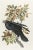 John James Audubon 1980s The Abbeville Press Edition of the Raven (Plate 101) From the Birds of America by John James Audubon For Sale - Image 4 of 5