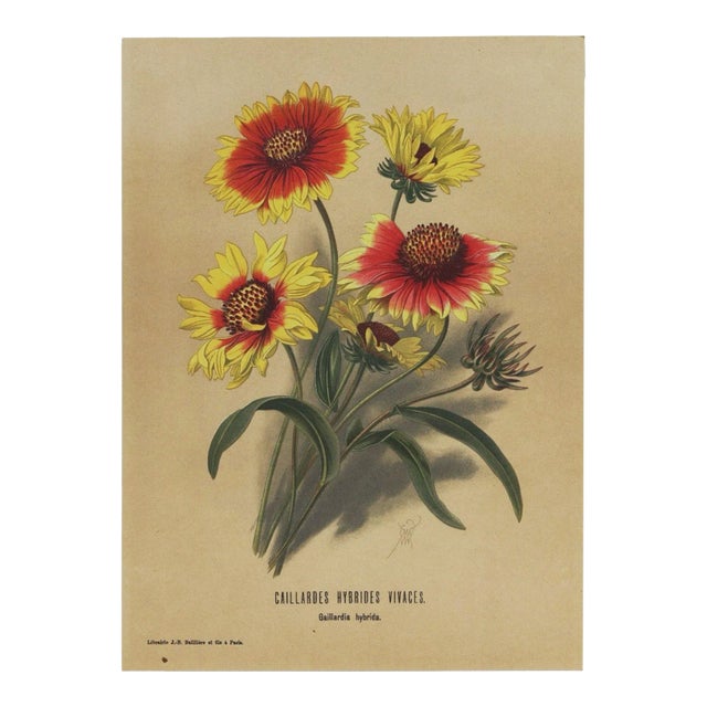 1899 French Antique Botanical Lithograph-Signed-"Sunflower" For Sale