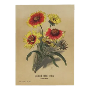 1899 French Antique Botanical Lithograph-Signed-"Sunflower"