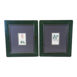 Pair Antique Curtis Botanical Garden Engravings Caper Shrub Flowered Neottia 28"