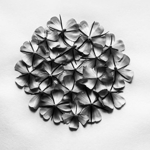 Misty Blooms is a black-and-white botanical still life by Ugnė Pouwell, shaped around repetition, soft condensation, and...
