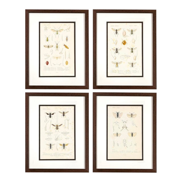 Le Règne Animal Insect Gallery, 1817 | Set of 4 Antique Natural History Prints For Sale