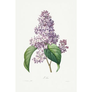 Lilac by Redouté, Vintage Botanical Art Print, 40" X 60" For Sale