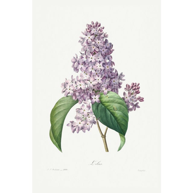 Lilac by Redouté, Vintage Botanical Art Print, 40" X 60" For Sale
