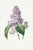 Lilac by Redouté, Vintage Botanical Art Print, 40" X 60" For Sale