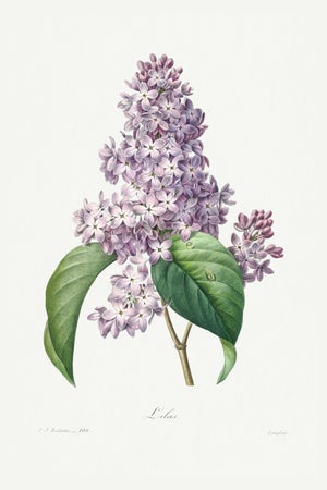 Lilac by Redouté, Vintage Botanical Art Print, 40" X 60"