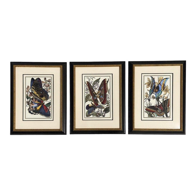 Victorian Style, Framed Butterfly Prints, Gilt, Painted Wood, Usa, 20th C. For Sale