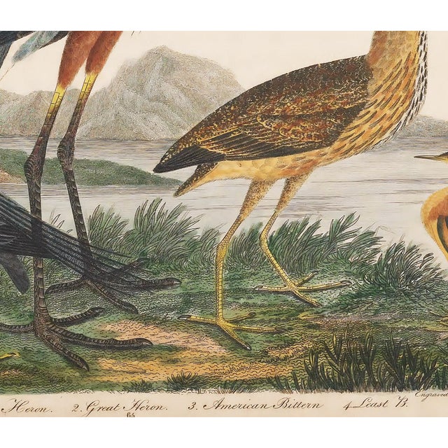 This antique coastal print presents the Great Heron alongside an assortment of other seabirds, depicted in a charming,...