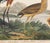 This antique coastal print presents the Great Heron alongside an assortment of other seabirds, depicted in a charming,...