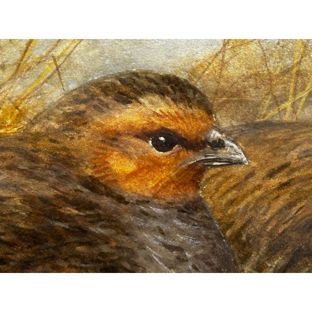 British Ornithology Watercolor of Grey Partridges in New Forest Moor in the Manner of Archibald Thorburn For Sale - Image 10 of 18