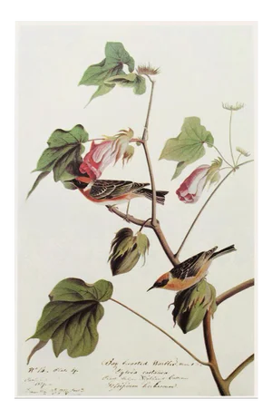 1966 Vintage Cottage Style Print "Bay Breasted Warbler" After John James Audubon