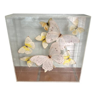 Vintage 1979 Lucite Shadow Box With Mounted Butterflies For Sale