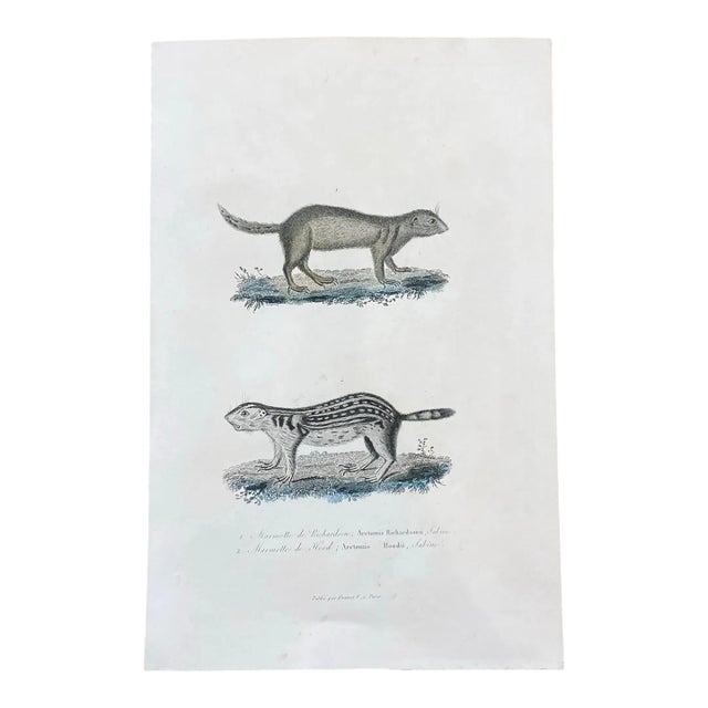 French Antique 18th Century "Marmotte De Richardson" Animal Engraving Hand Colored Artwork For Sale
