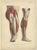 Late 19th Century Kuhff, Illustrations of Human Legs, 1879, Prints, Set of 4 For Sale - Image 5 of 6