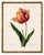 Paper Tulip by Pierre-Joseph Redouté, Vintage Botanical Art Print, 16" X 24" For Sale - Image 7 of 10