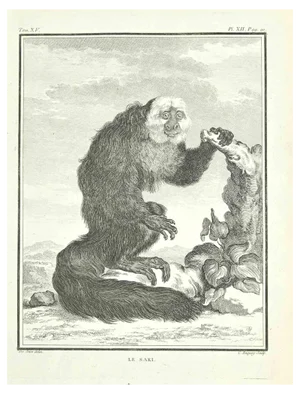 Jean Charles Baquoy, Le Saki, 1771, Etching