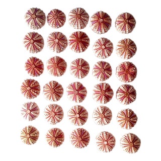 Real Sea Urchin..set of 30 PCs Sea Urchin Coelopleuros Maculatus(size 41-43 Mm) For Sale