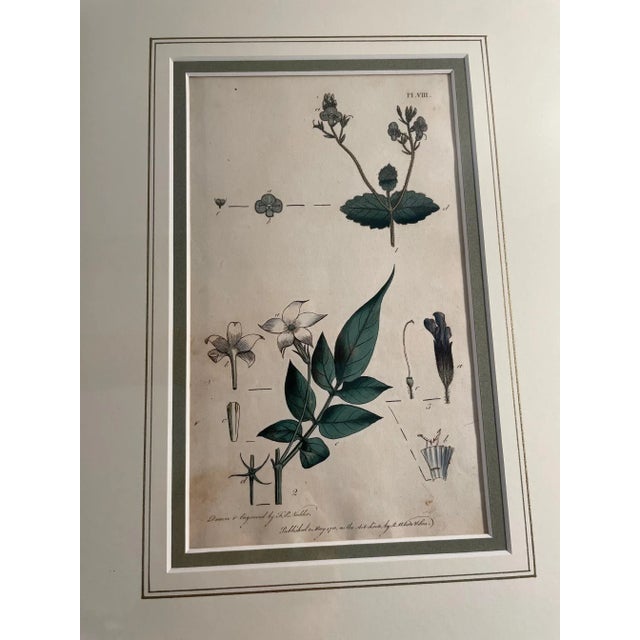Cream Antique Custom Framed Botanical Engravings - a Pair For Sale - Image 8 of 12