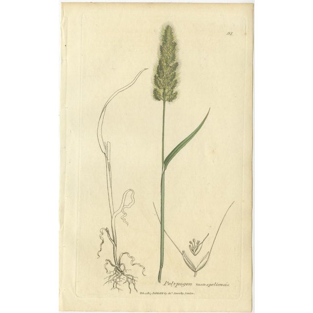 After James Sowerby, Botanical Illustrations of Meadow Foxtail, Polypogon & Agrostis, 1830s, Engravings, Set of 8 For Sale - Image 4 of 10