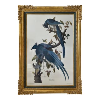 Vintage Audubon Columbia Jay Lithograph in Gold Leaf Frame / Double Elephant Folio For Sale