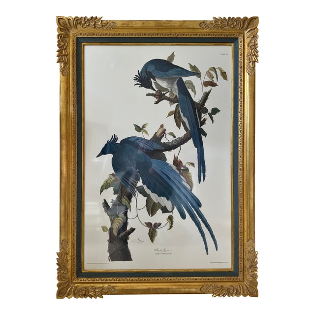 Vintage Audubon Columbia Jay Lithograph in Gold Leaf Frame / Double Elephant Folio For Sale