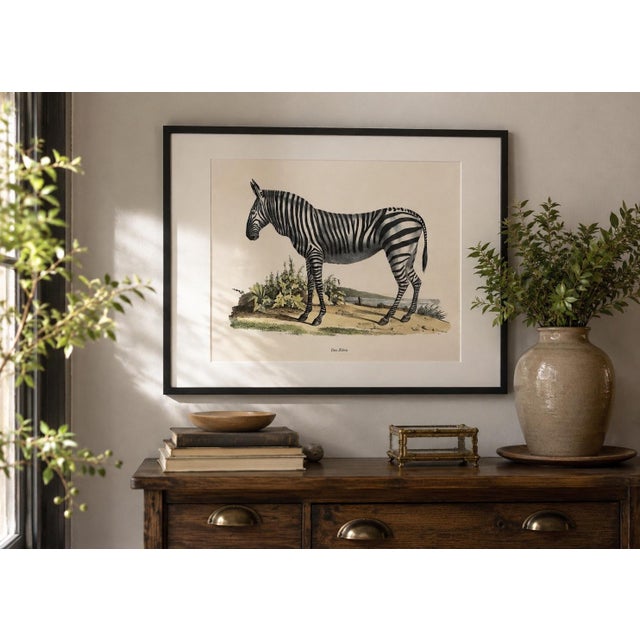 Mid 19th Century Vintage Karl Joseph Brodtmann Das Zebra Art Print | Framed Zebra Wall Art | German Natural History Lithograph Style | Safari Decor For Sale - Image 5 of 7