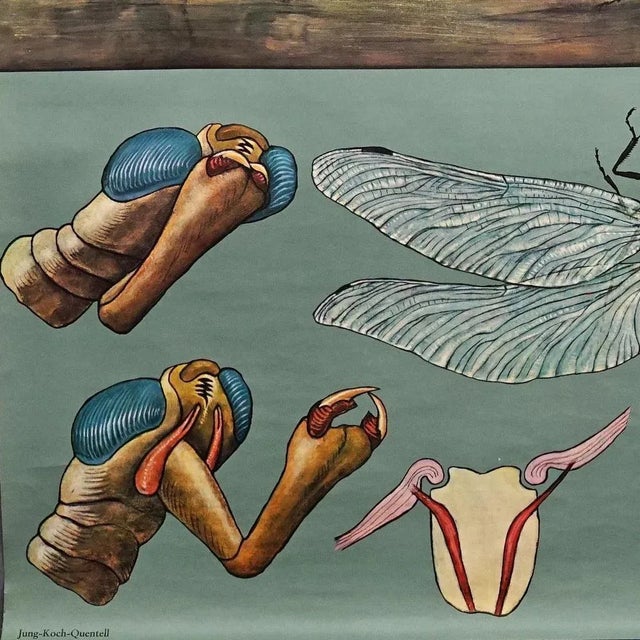 Vintage Mural Blue Dragonfly Poster by Jung Koch Quentell, 1970s For Sale - Image 6 of 8