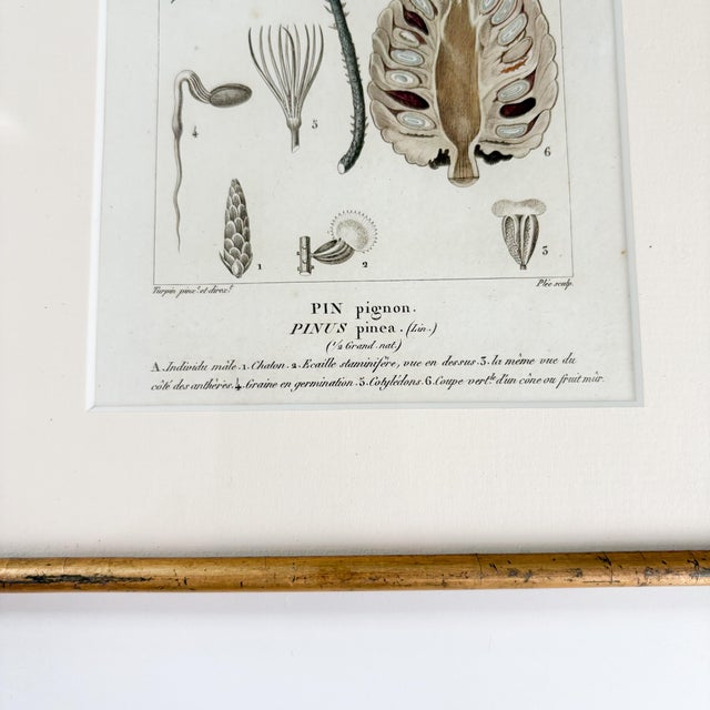 Antique "Conifères" Framed Botanical Etched Illustration, 1800's French Pine Tree Art For Sale - Image 4 of 14