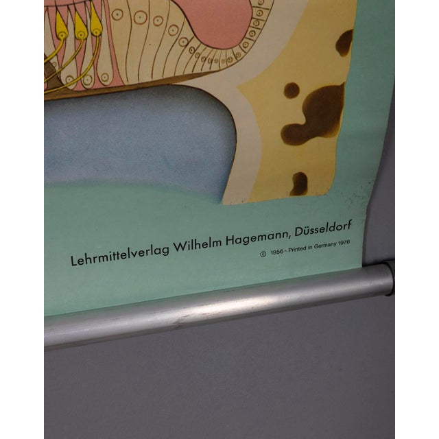 Vintage School Poster Hearing and Balance from Lehrmittelverlag Wilhelm Hagemann, 1970s For Sale - Image 4 of 10